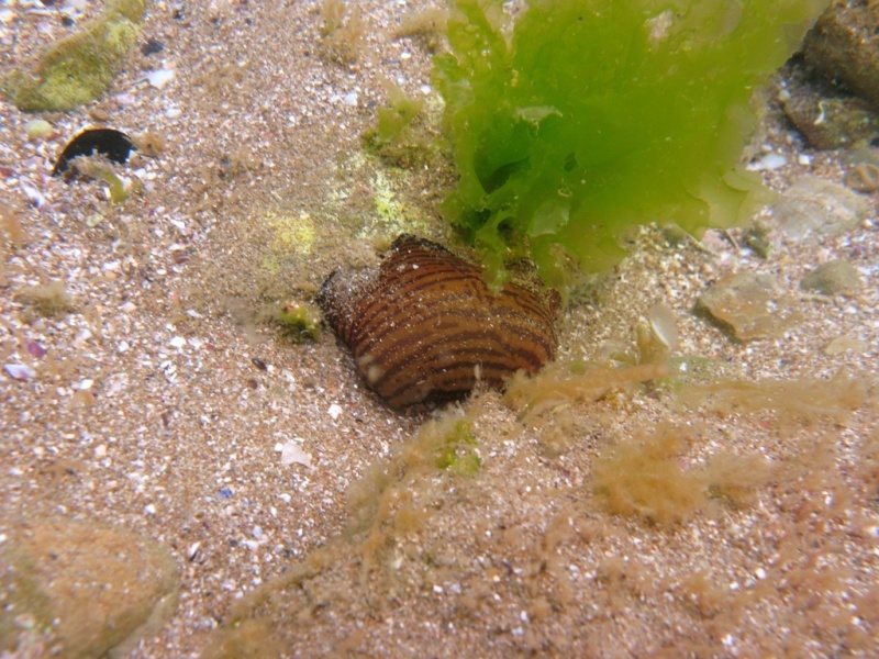 Actinia cari  (Delle Chiaje, 1825)